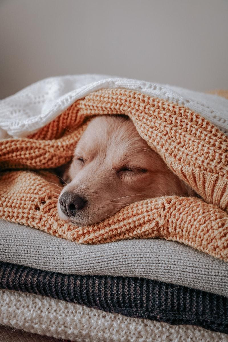Even Your Dog Needs a Blanket